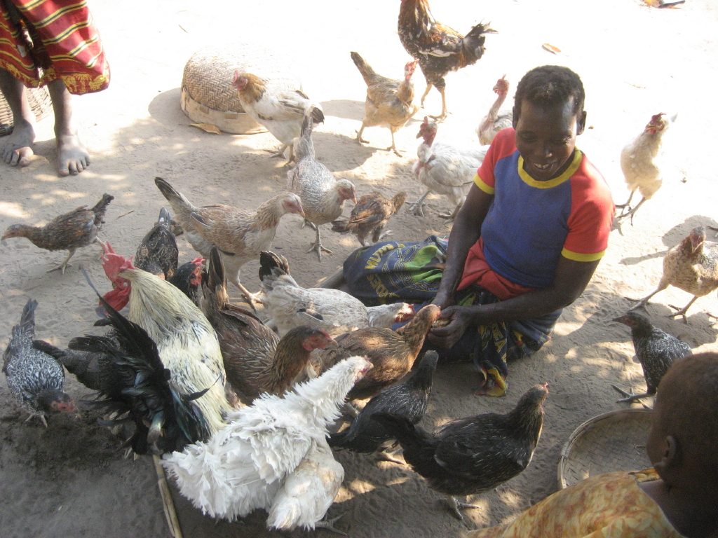 Close-up of a healthy local cockerel on a smallholder farm