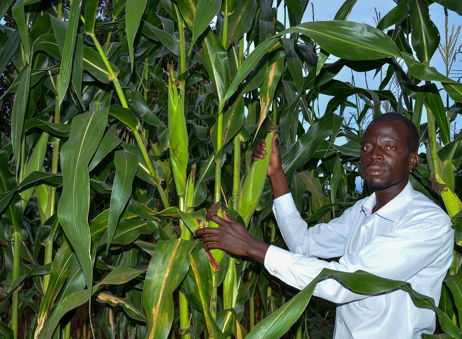 Rows of green vegetables and maize growing on a well-managed farm plot