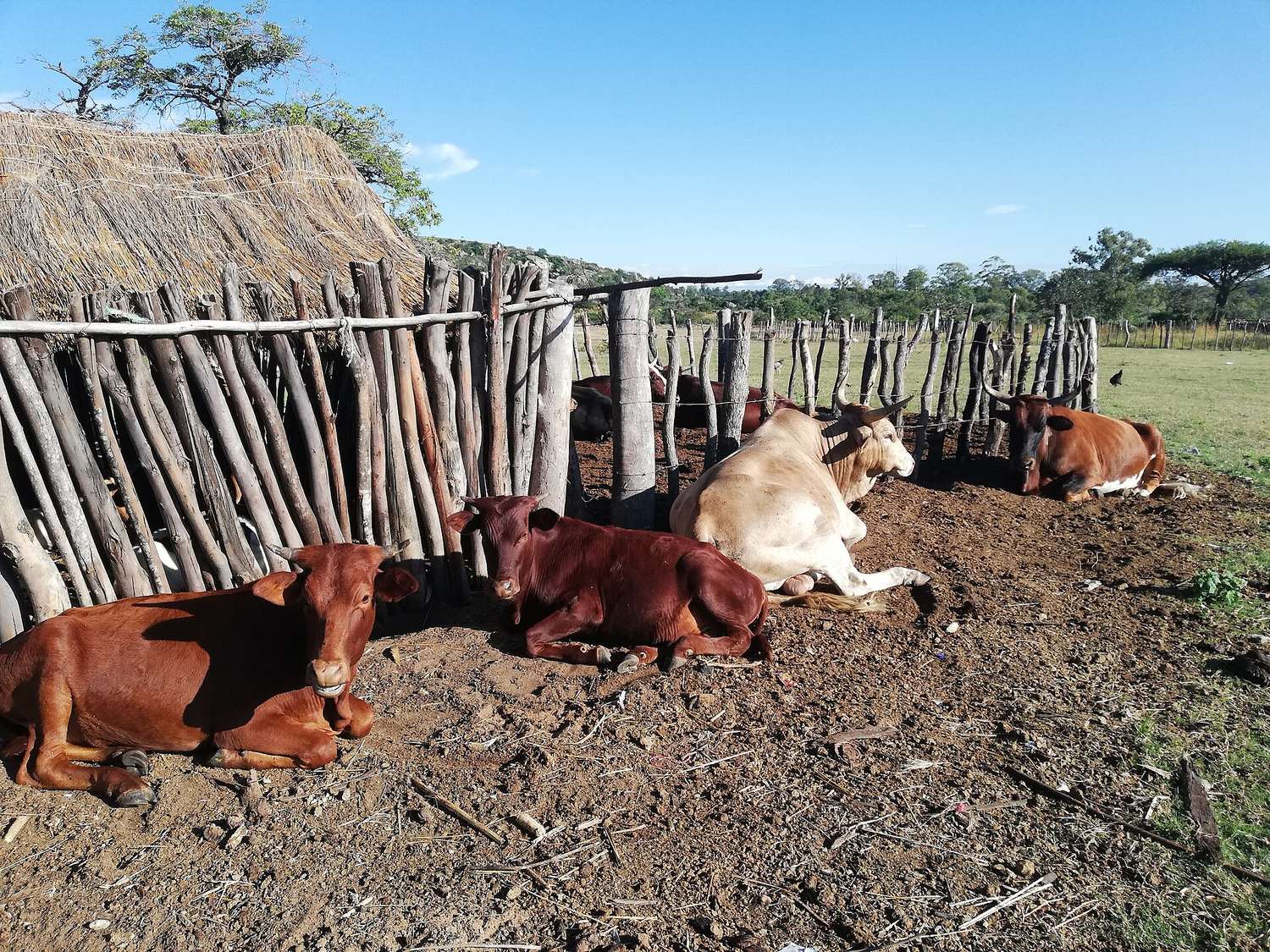 Cattle housed in a zero-grazing shed on a smallholder farm