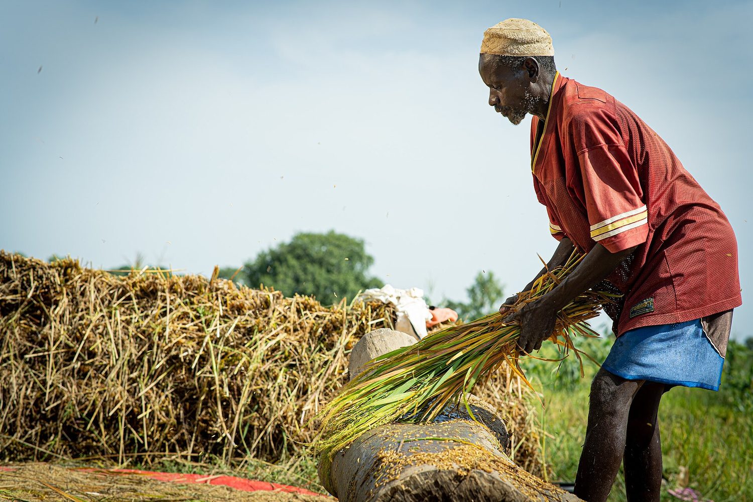 Harvested rice and groundnuts being bagged after a season's crop