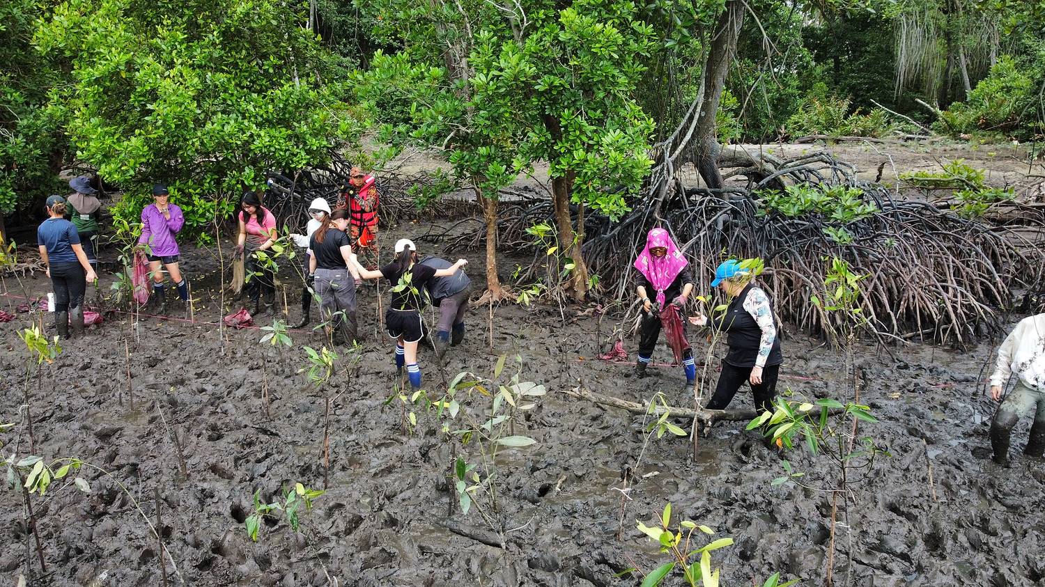 Reforestation work along a riverbank with young trees planted in rows