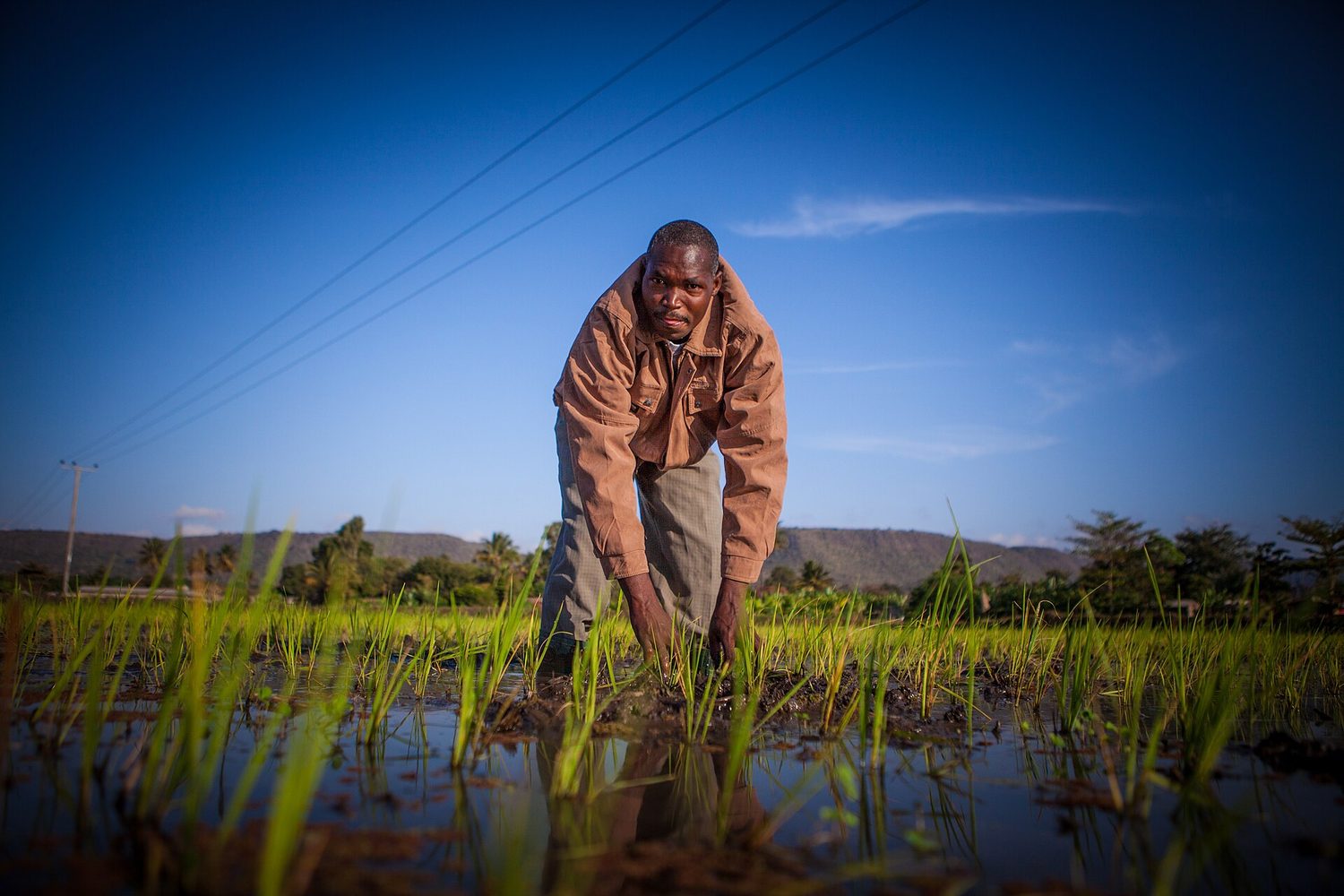 Rice growing in an inland valley swamp with irrigation water between the beds