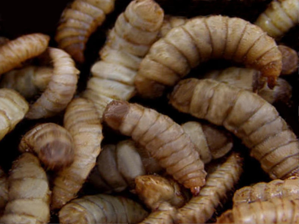 Black soldier fly larvae in a rearing tray, converting organic waste into protein-rich animal feed