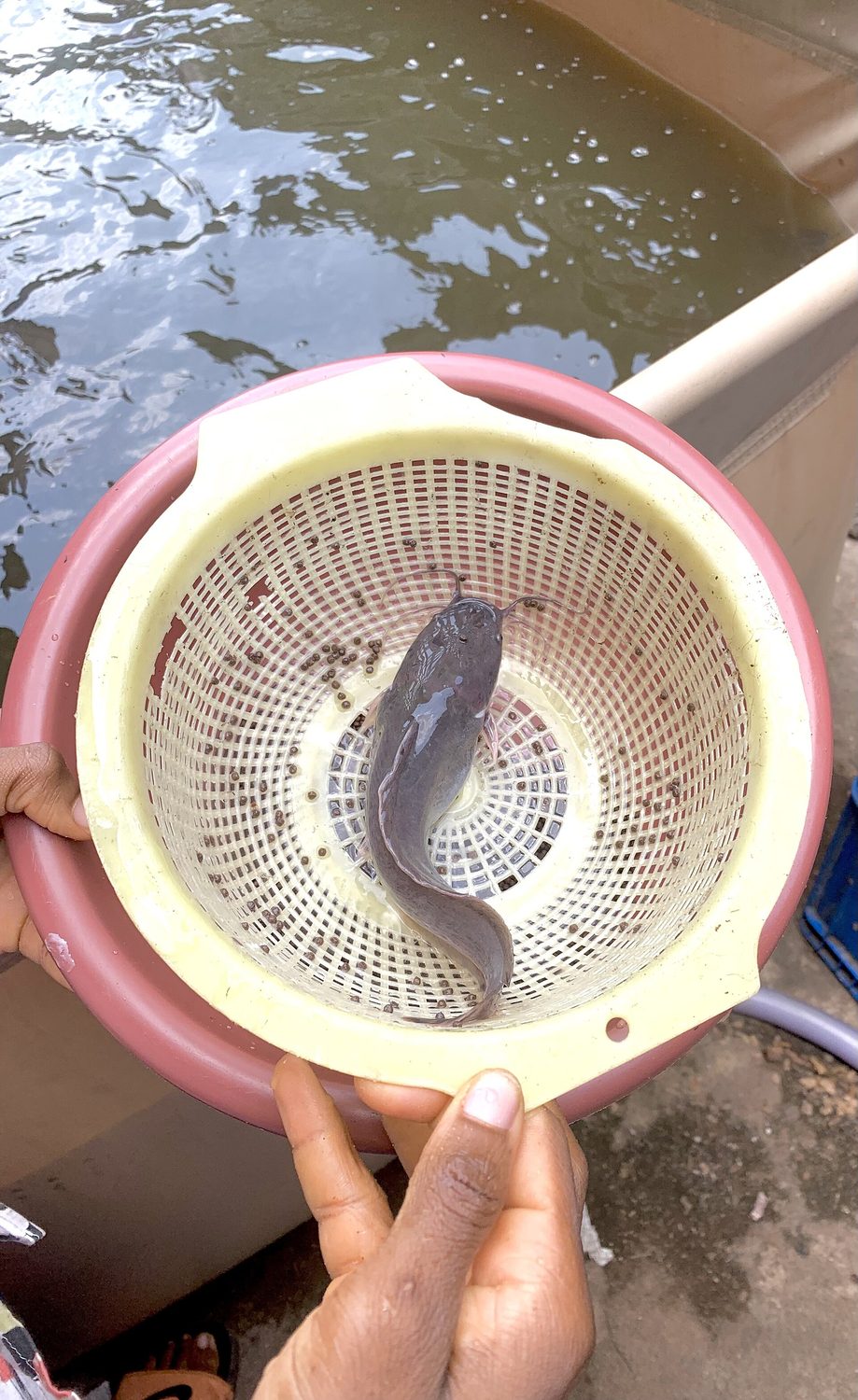 Fish being sampled with a net at the edge of an aquaculture pond
